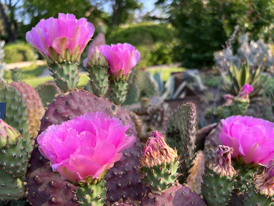 Beavertail Cactus
