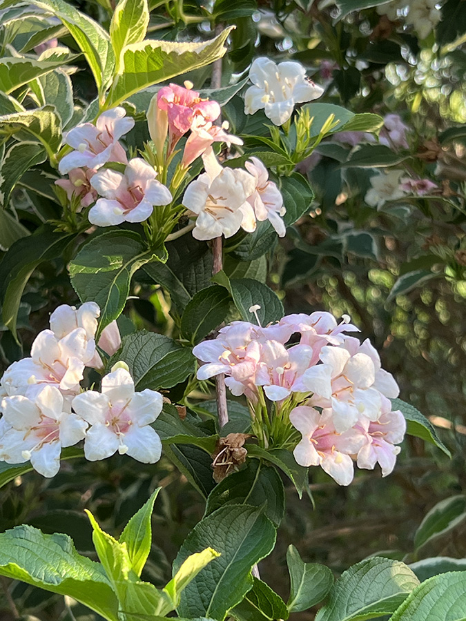 Magical Fantasy Weigela