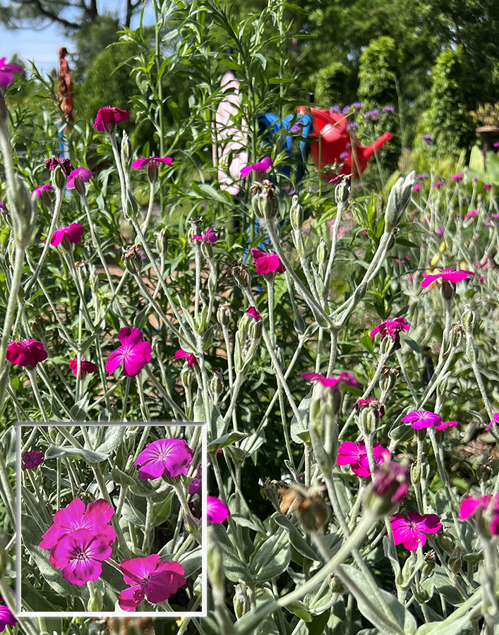 Rose Campion
