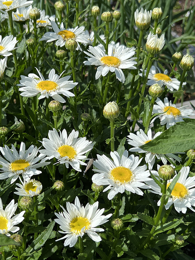 Shasta daisies