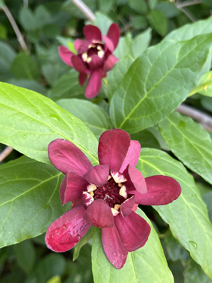 Sweetshrub
