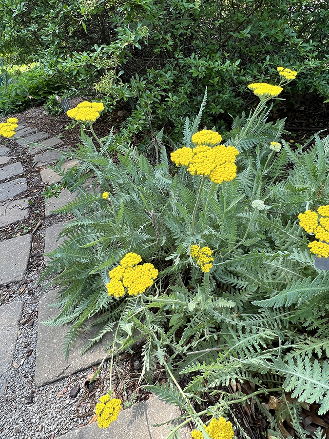 Yarrow, yellow
